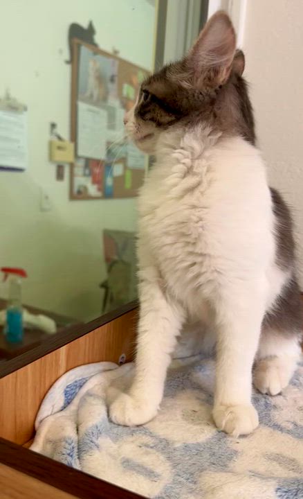 Enlarge Stella, an adopted Domestic Medium Hair in Quincy, CA video 2/4