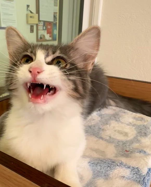 Enlarge Stella, an adopted Domestic Medium Hair in Quincy, CA video 4/4