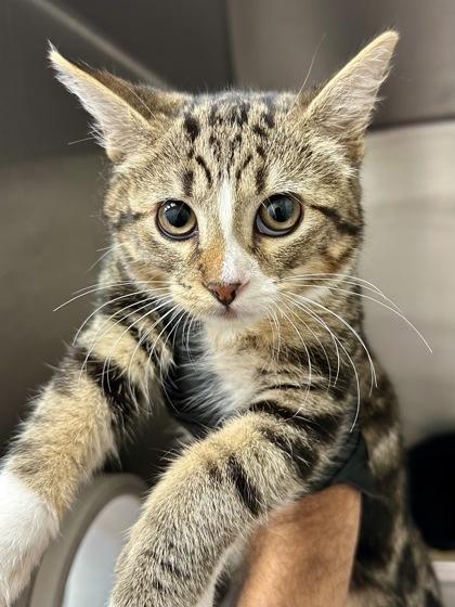 Sneezy, Adoptable, Kitten Female Domestic Short Hair.