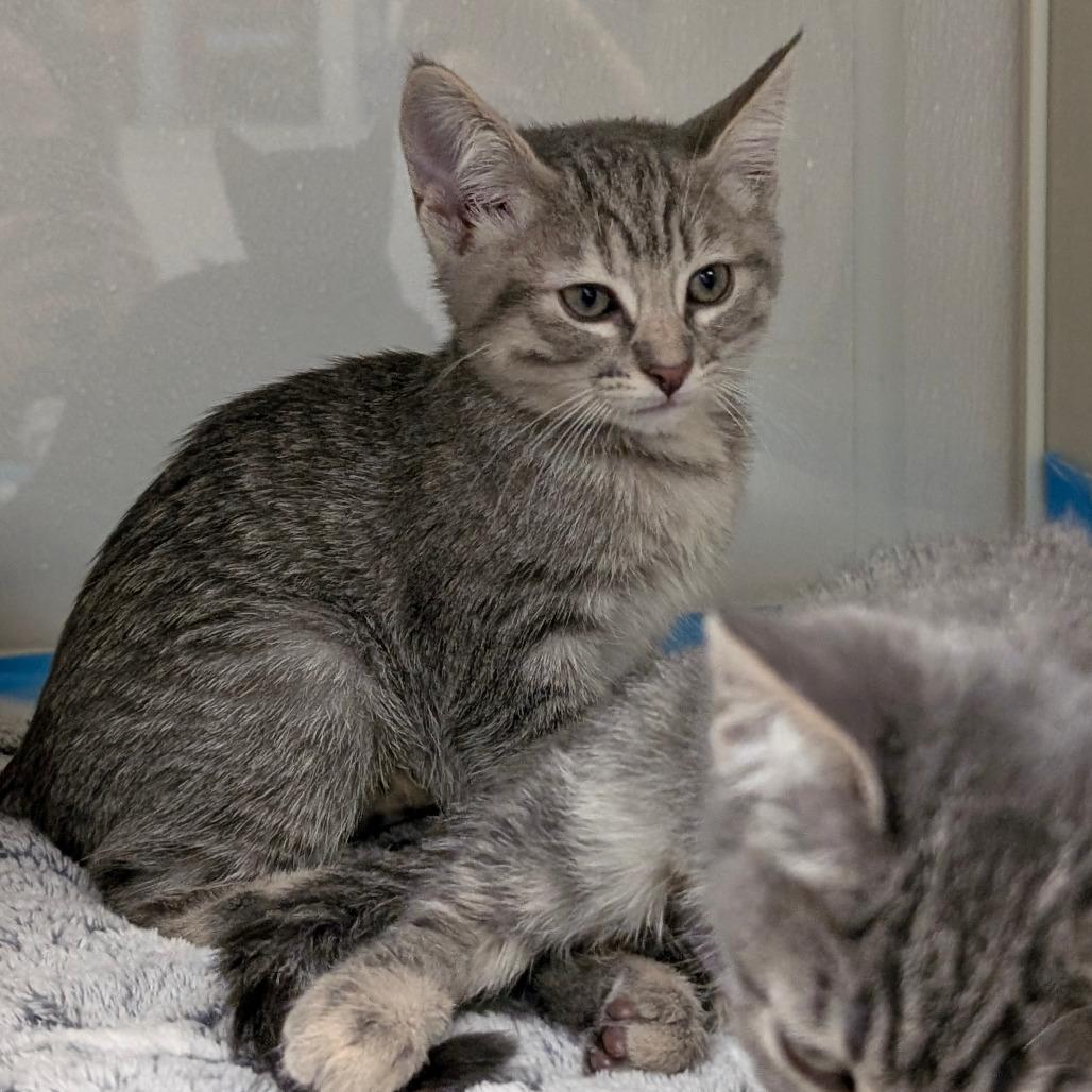 Canary, Adoptable, Kitten Female Domestic Short Hair.