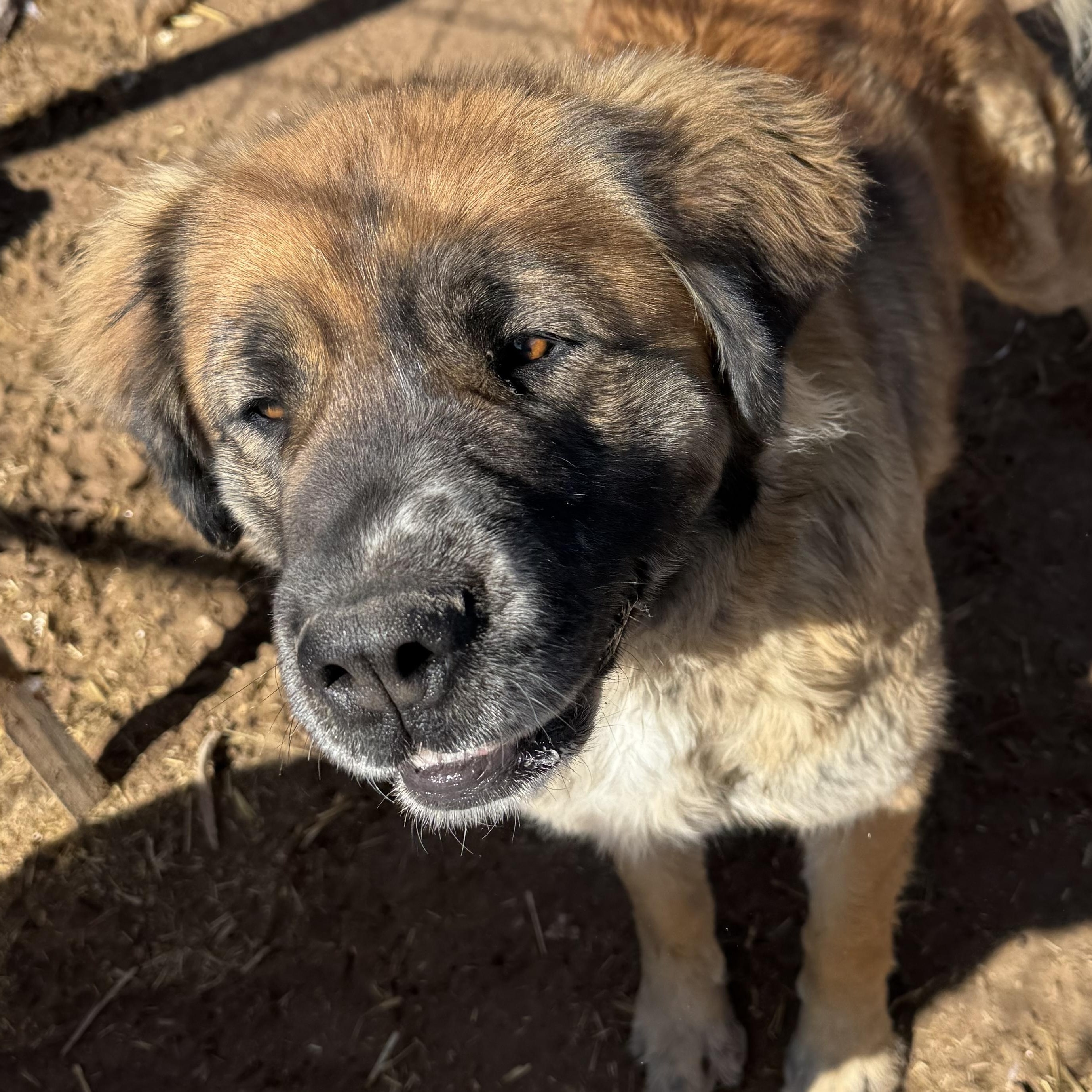 Enlarge Willow, a Adoptable mixed breed in Carson, NM image 1/2