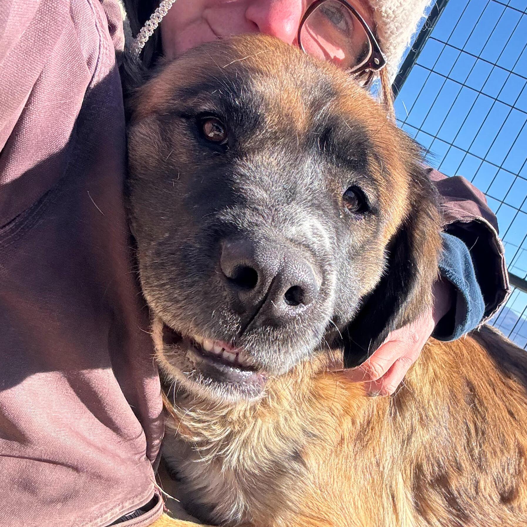 Willow, an adoptable Anatolian Shepherd in Carson, NM, 87517 | Photo Image 2