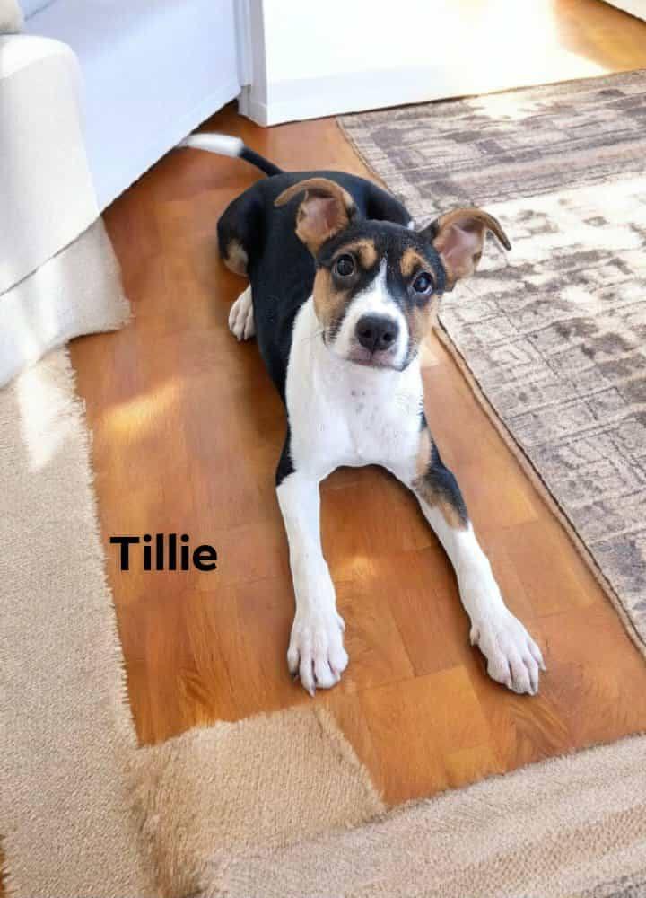 Tillie