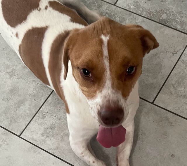 Sammie, Adopted, Young Male Basset Hound & Labrador Retriever.