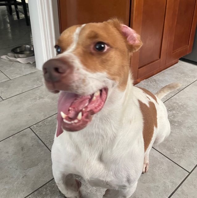 Sammie, a Adopted mixed breed in Brookeville, MD image 2/6