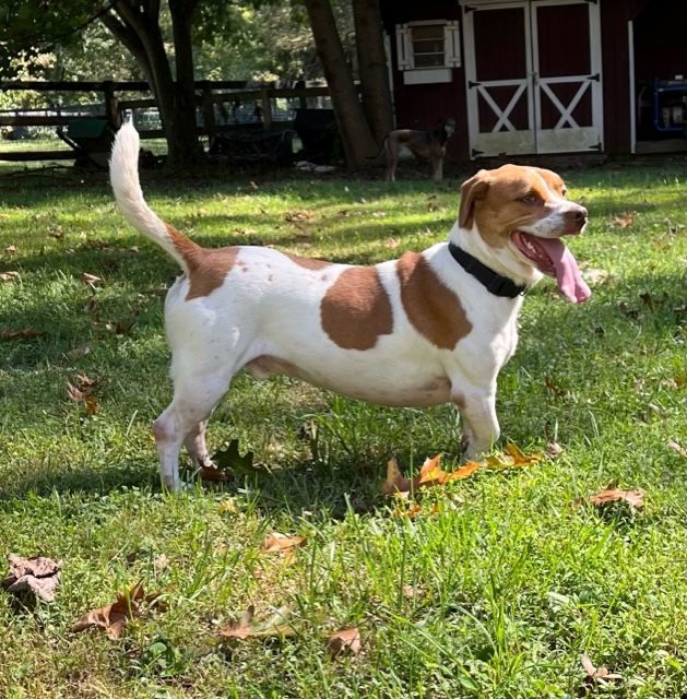 Sammie, a Adopted mixed breed in Brookeville, MD image 3/6