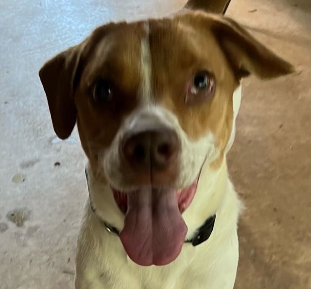 Sammie, a Adopted mixed breed in Brookeville, MD image 4/6