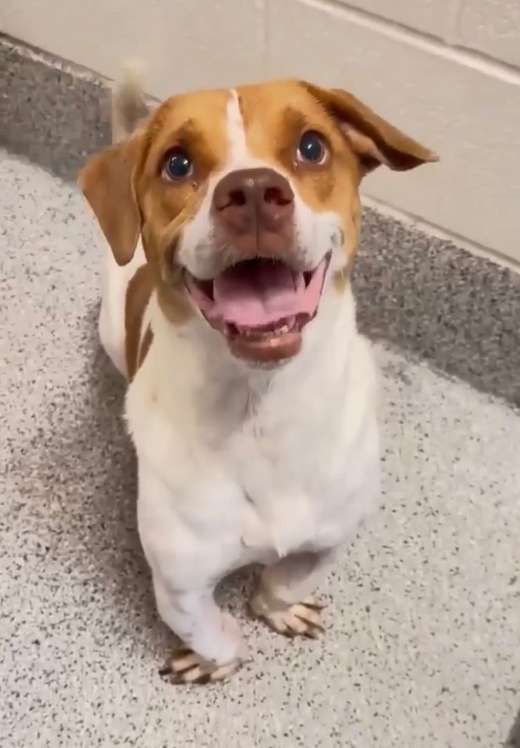 Sammie, a Adopted mixed breed in Brookeville, MD image 5/6