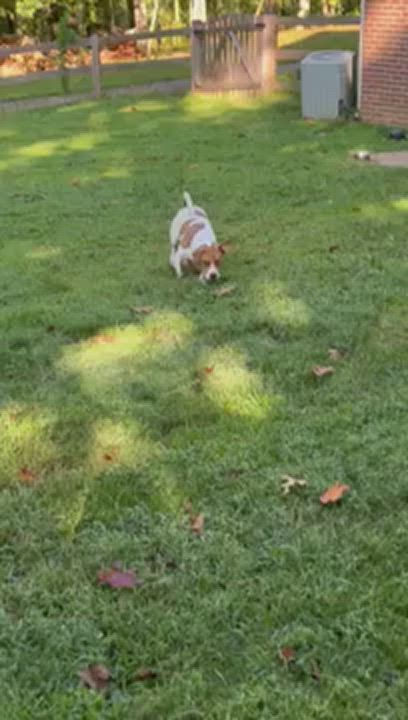 Enlarge Sammie, a Adopted mixed breed in Brookeville, MD video 6/6