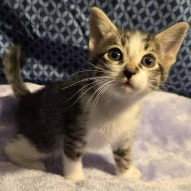 Sandy Olsson, Adoptable, Kitten Female Domestic Short Hair.