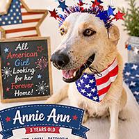 Enlarge Annie Ann - WAITING FOR HER FOREVER HOME, a ADOPTABLE mixed breed in Thousand Oaks, CA image 1/1