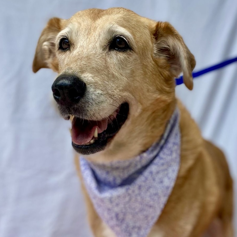 Enlarge Linda, a Adopted Golden Retriever in Punta Santiago, PR image 4/6
