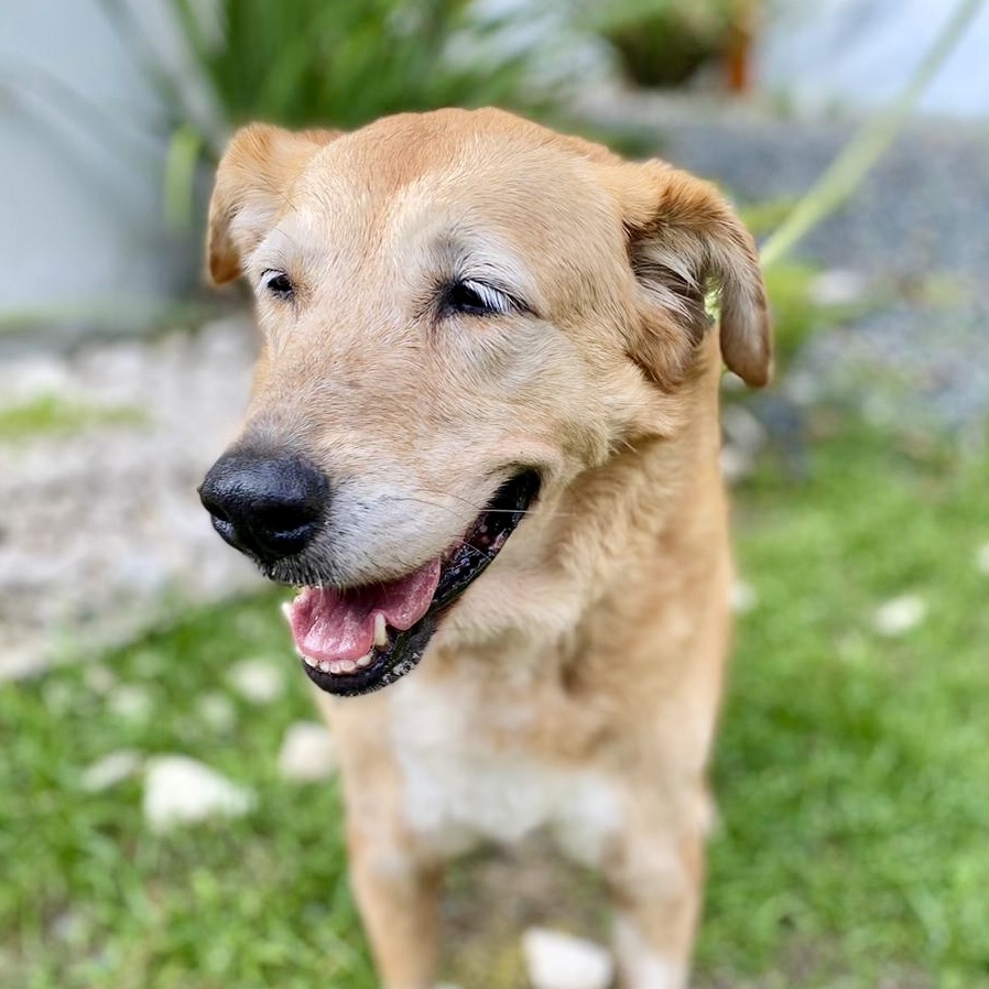 Enlarge Linda, a Adopted Golden Retriever in Punta Santiago, PR image 5/6