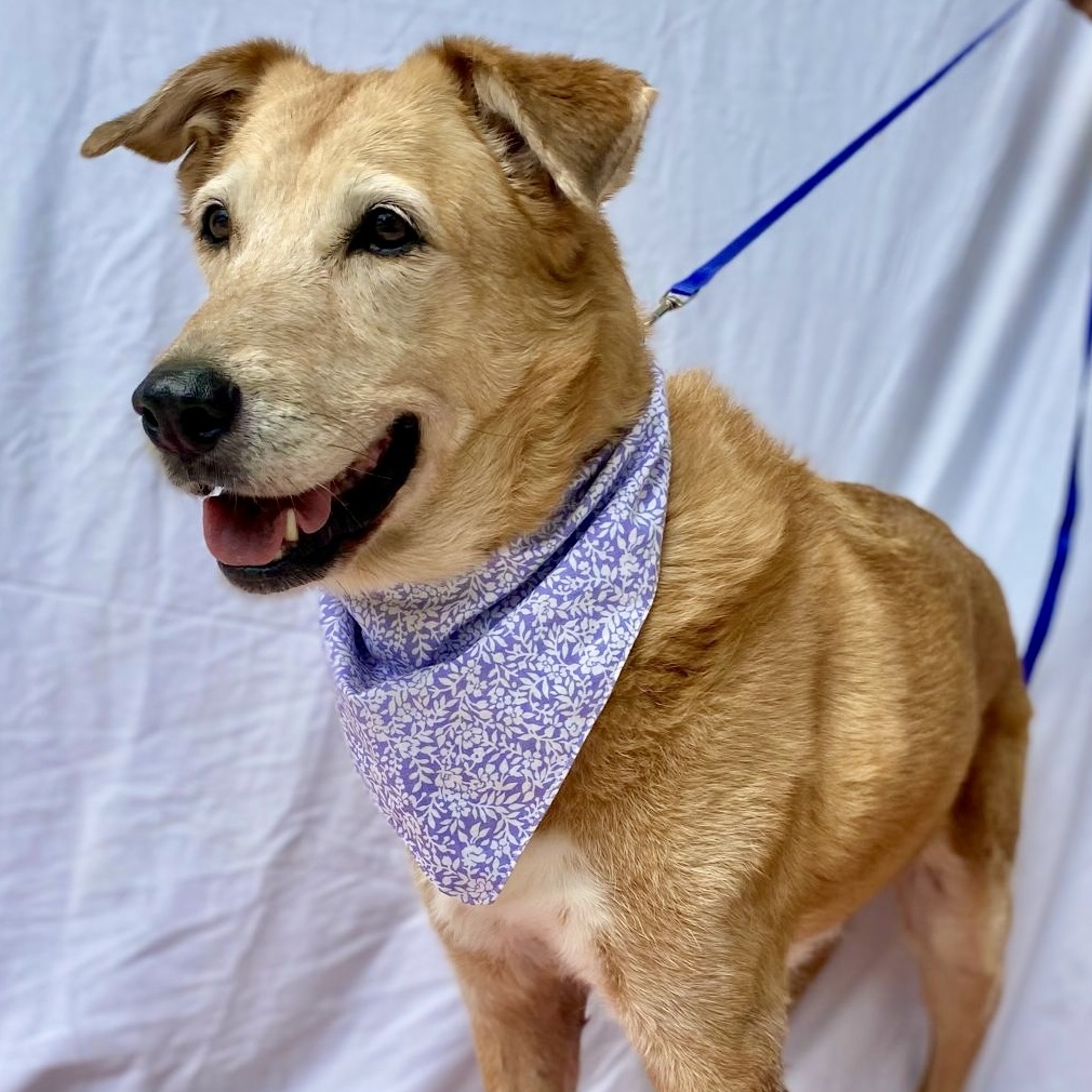 Enlarge Linda, a Adopted Golden Retriever in Punta Santiago, PR image 6/6