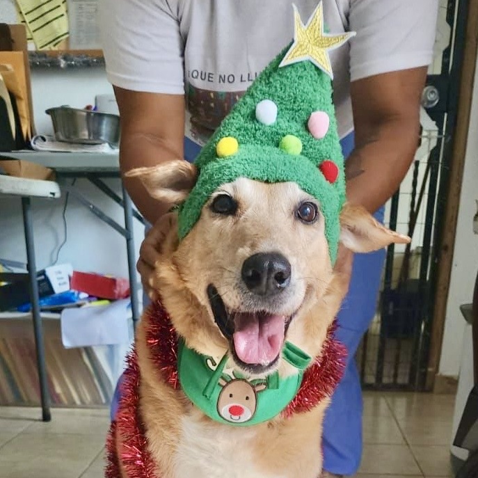 Enlarge Linda, a Adopted Golden Retriever in Punta Santiago, PR image 1/6