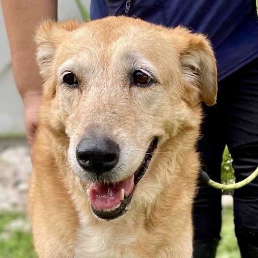 Enlarge Linda, a Adopted Golden Retriever in Punta Santiago, PR image 3/6