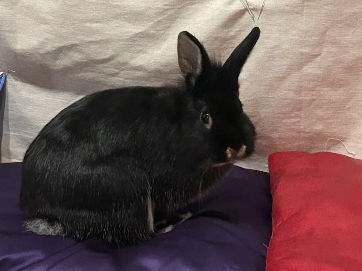 Enlarge Whit, an adopted Lionhead in Lee's Summit, MO image 1/2