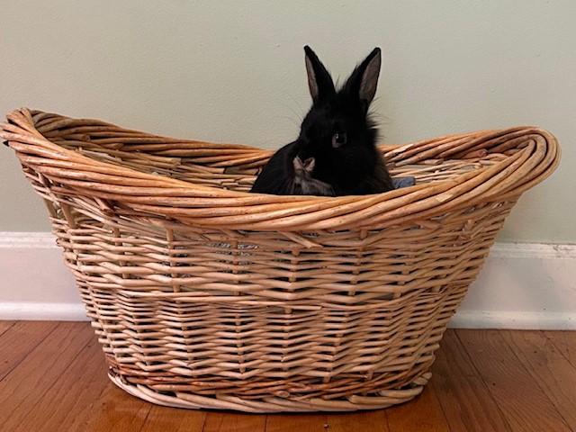 Enlarge Whit, an adopted Lionhead in Lee's Summit, MO image 2/2