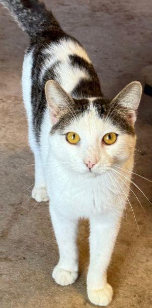 Enlarge Junior, a Adoptable mixed breed in Savannah, MO image 1/1