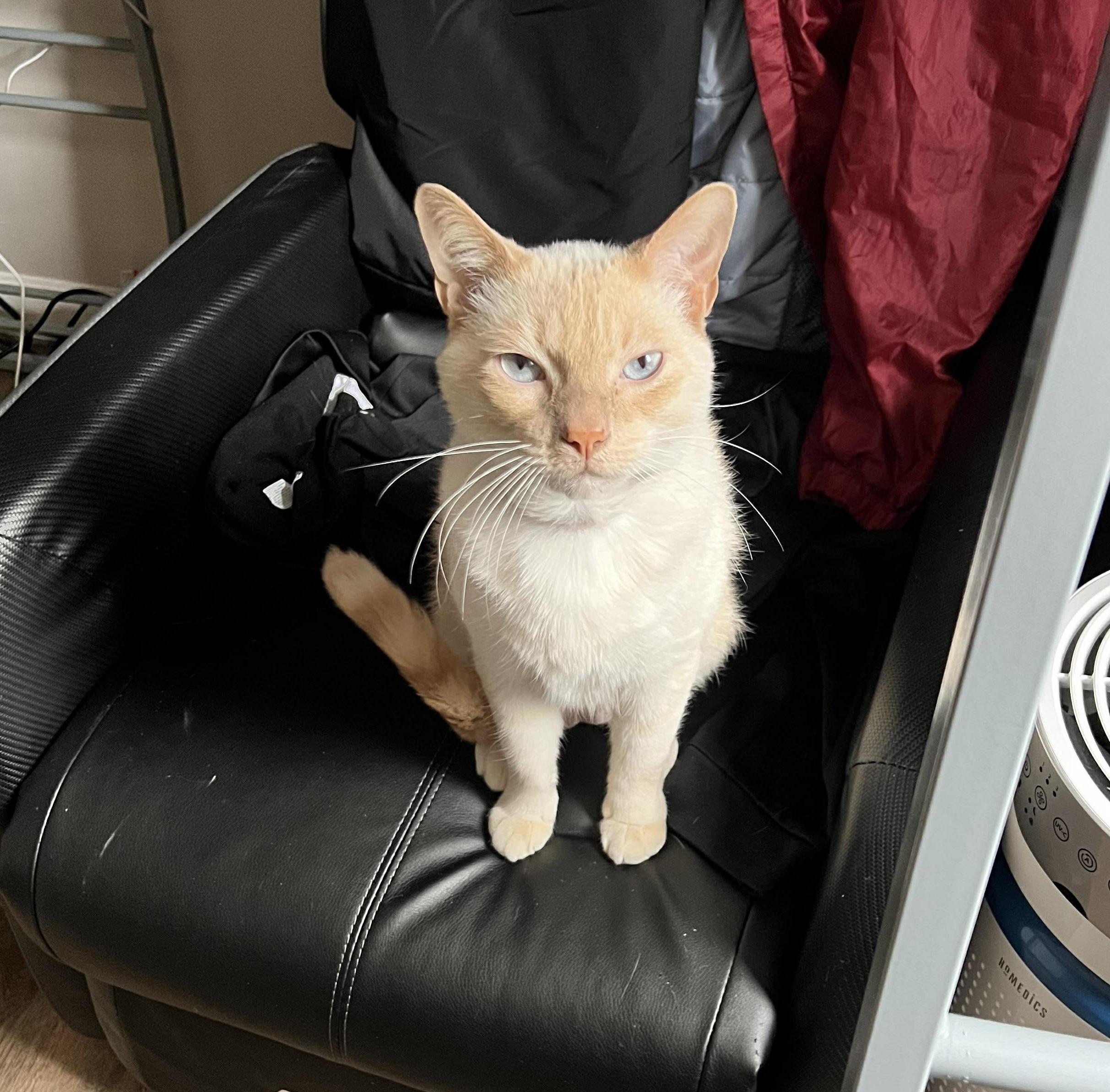Apollo, a ADOPTABLE Siamese in Crown Point, IN image 1/3