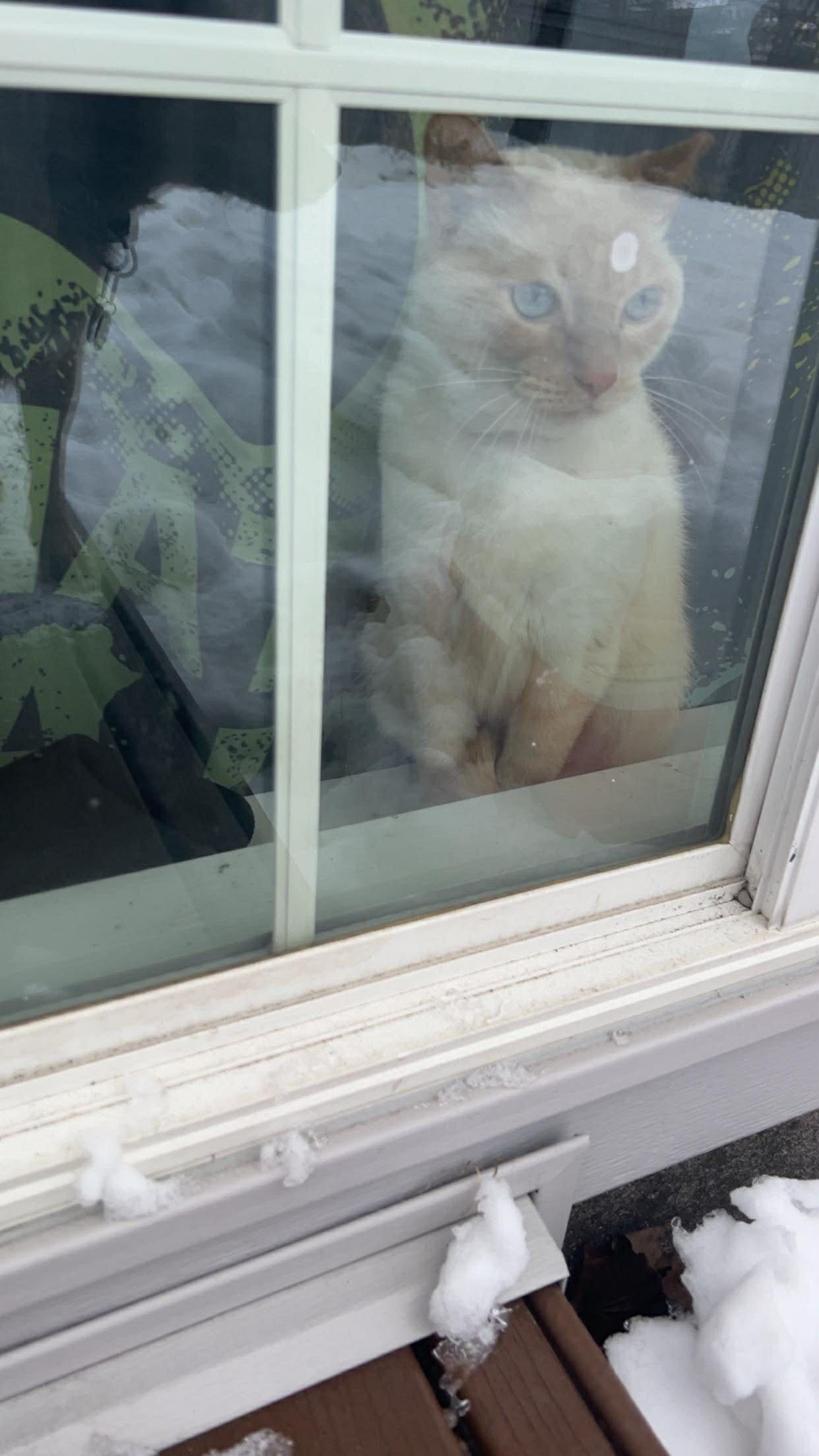 Apollo, a ADOPTABLE Siamese in Crown Point, IN image 2/3