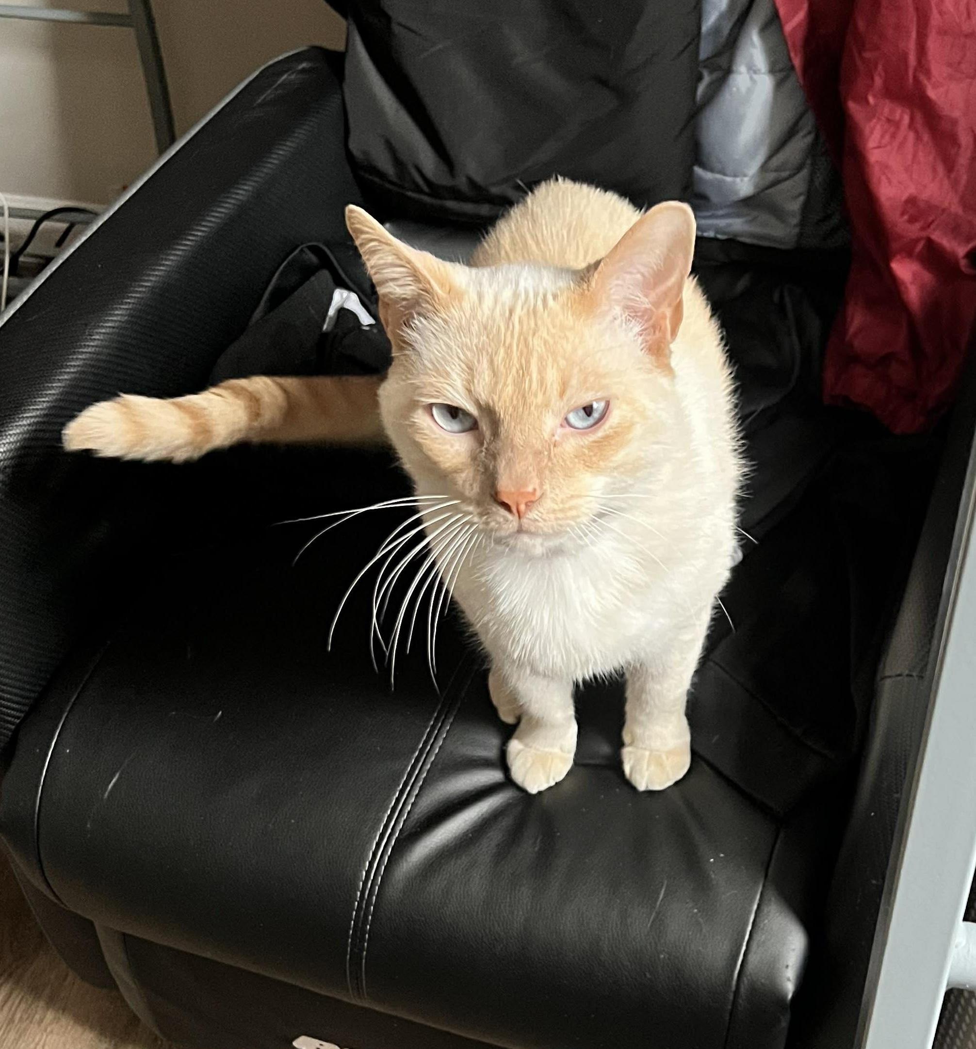 Apollo, a ADOPTABLE Siamese in Crown Point, IN image 3/3