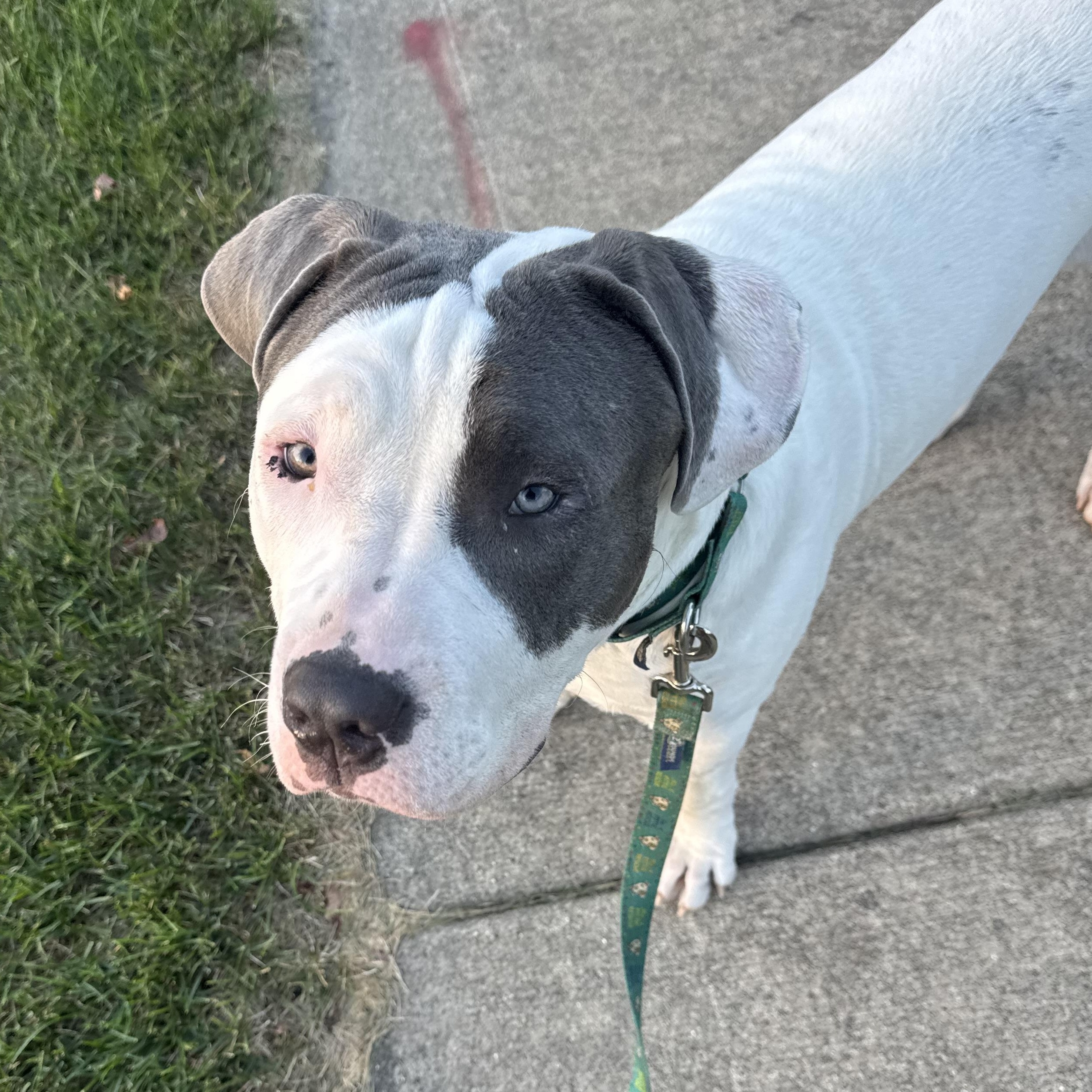 Mater, an adopted mixed breed in Peotone, IL image 5/6