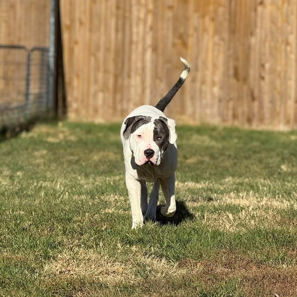 Mater, adopted, Young Male Pit Bull Terrier & American Bulldog.