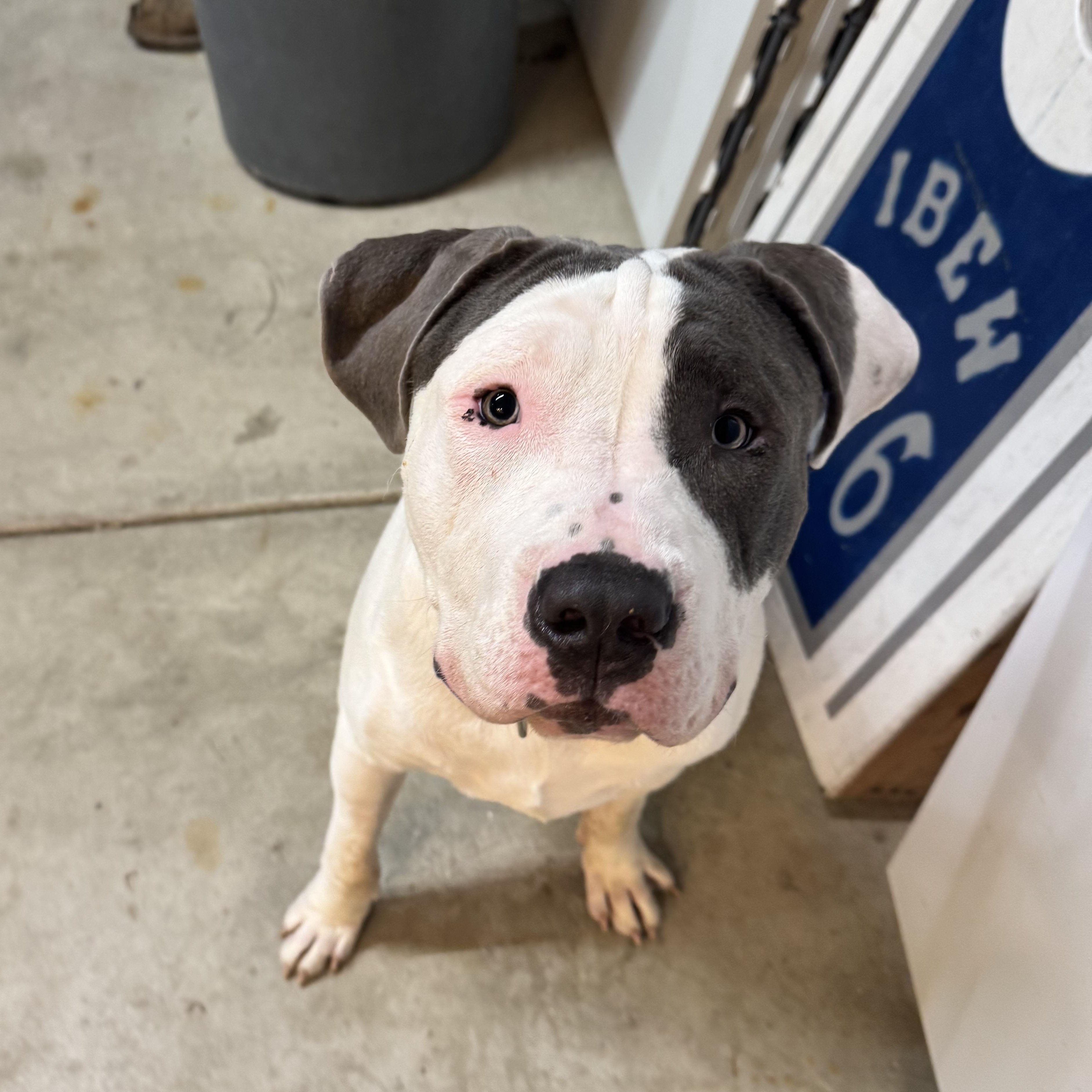 Mater, an adopted mixed breed in Peotone, IL image 6/6