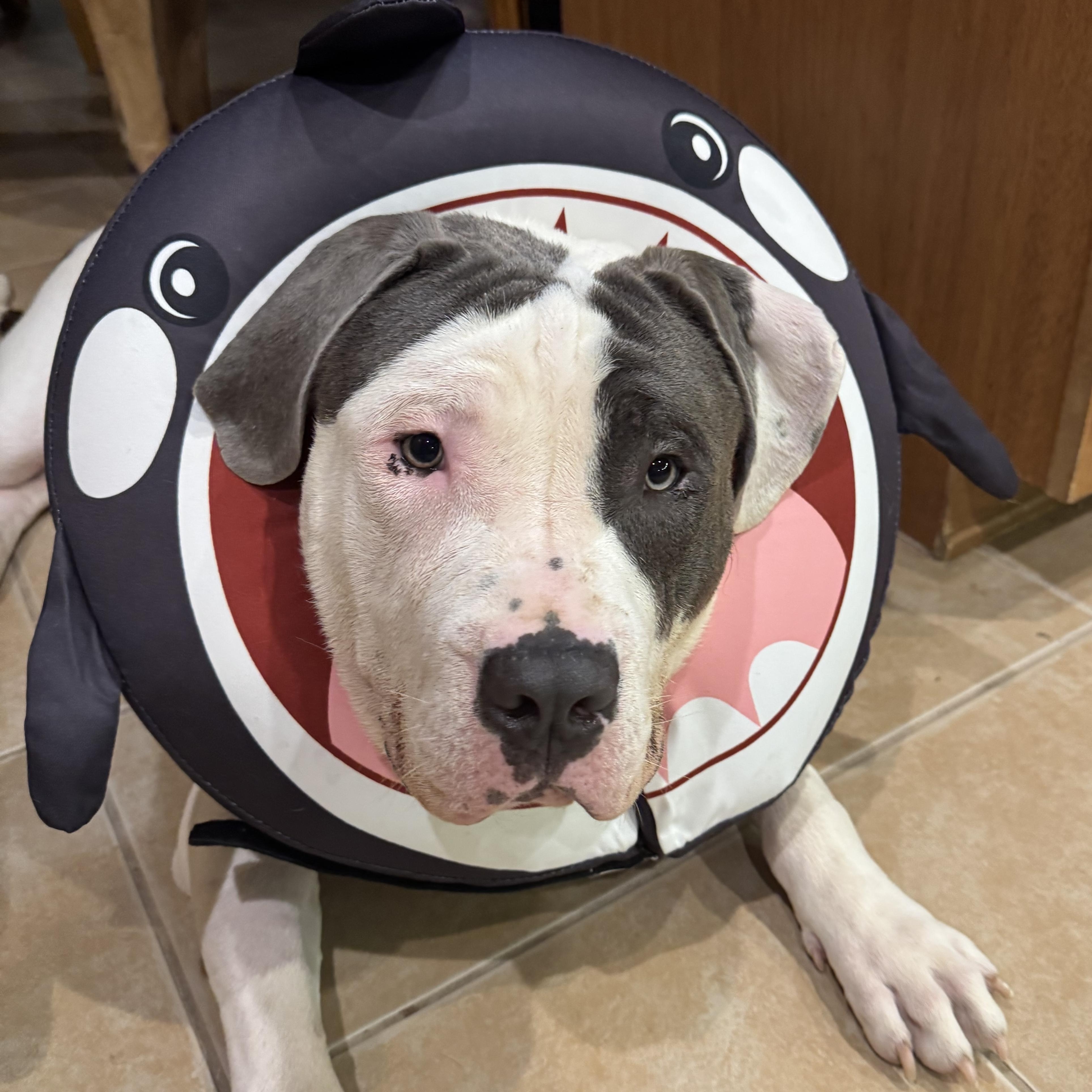 Mater, an adopted mixed breed in Peotone, IL image 2/6