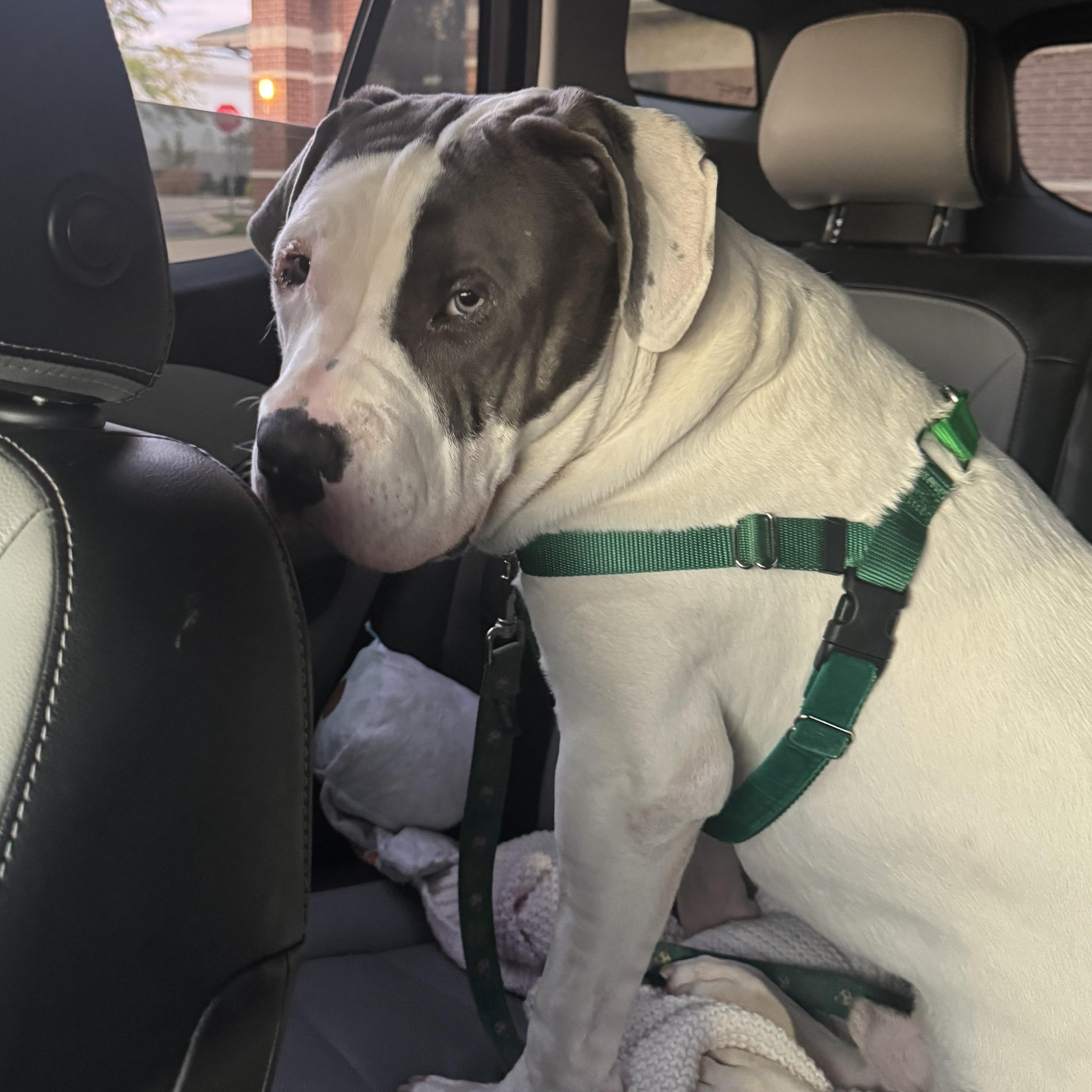 Mater, an adopted mixed breed in Peotone, IL image 4/6