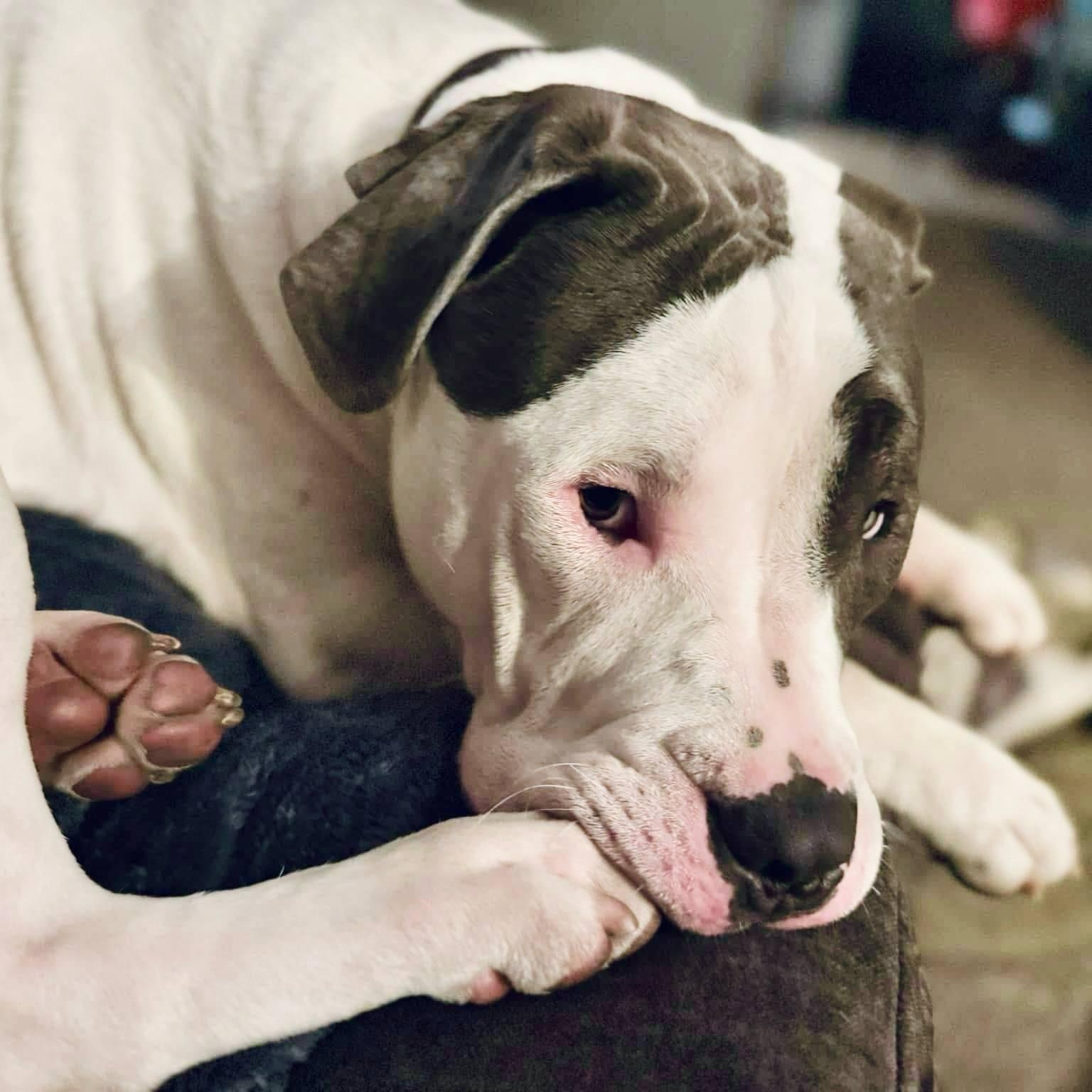 Mater, an adopted mixed breed in Peotone, IL image 3/6