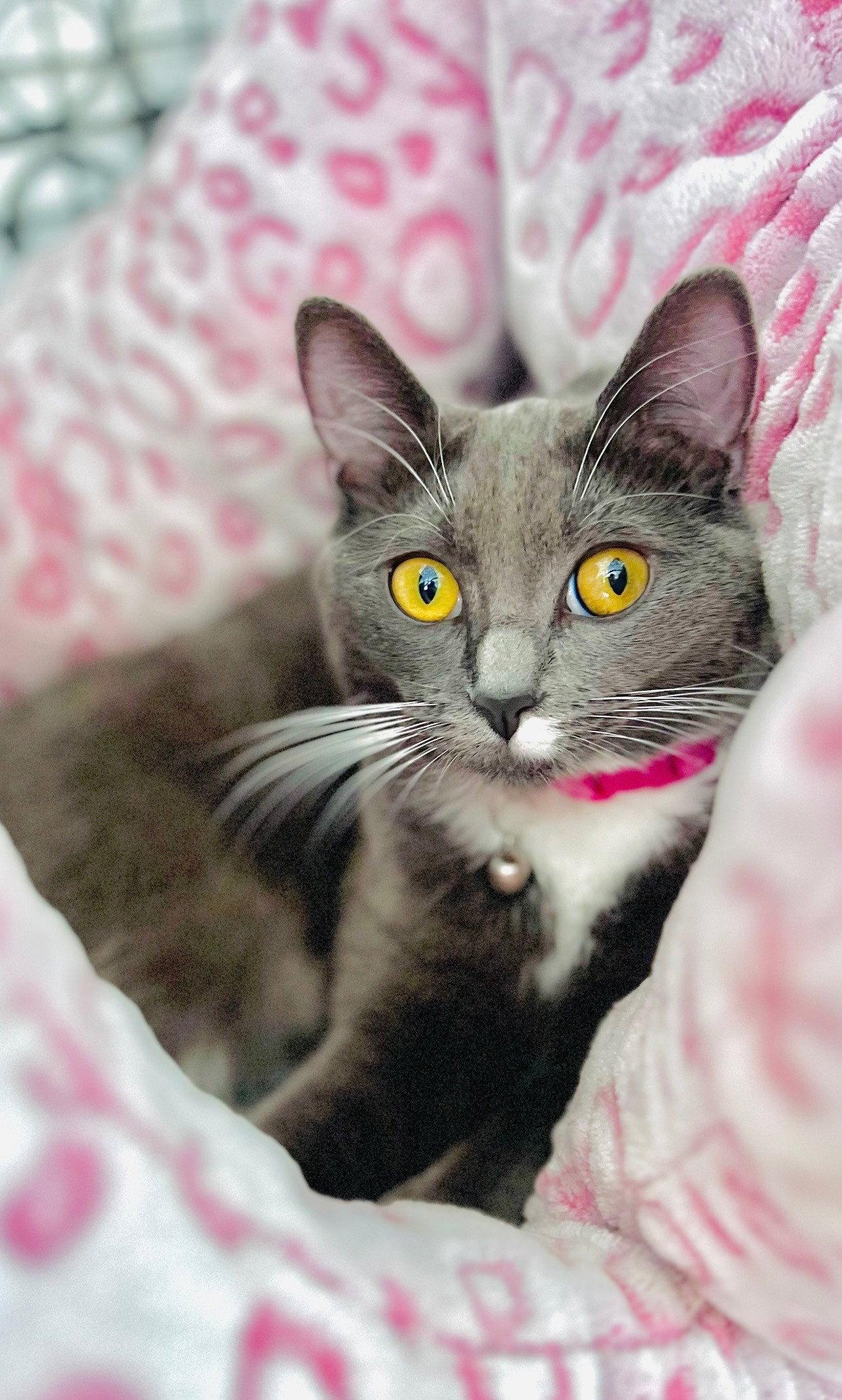Violet, Adoptable, Adult Female American Shorthair.