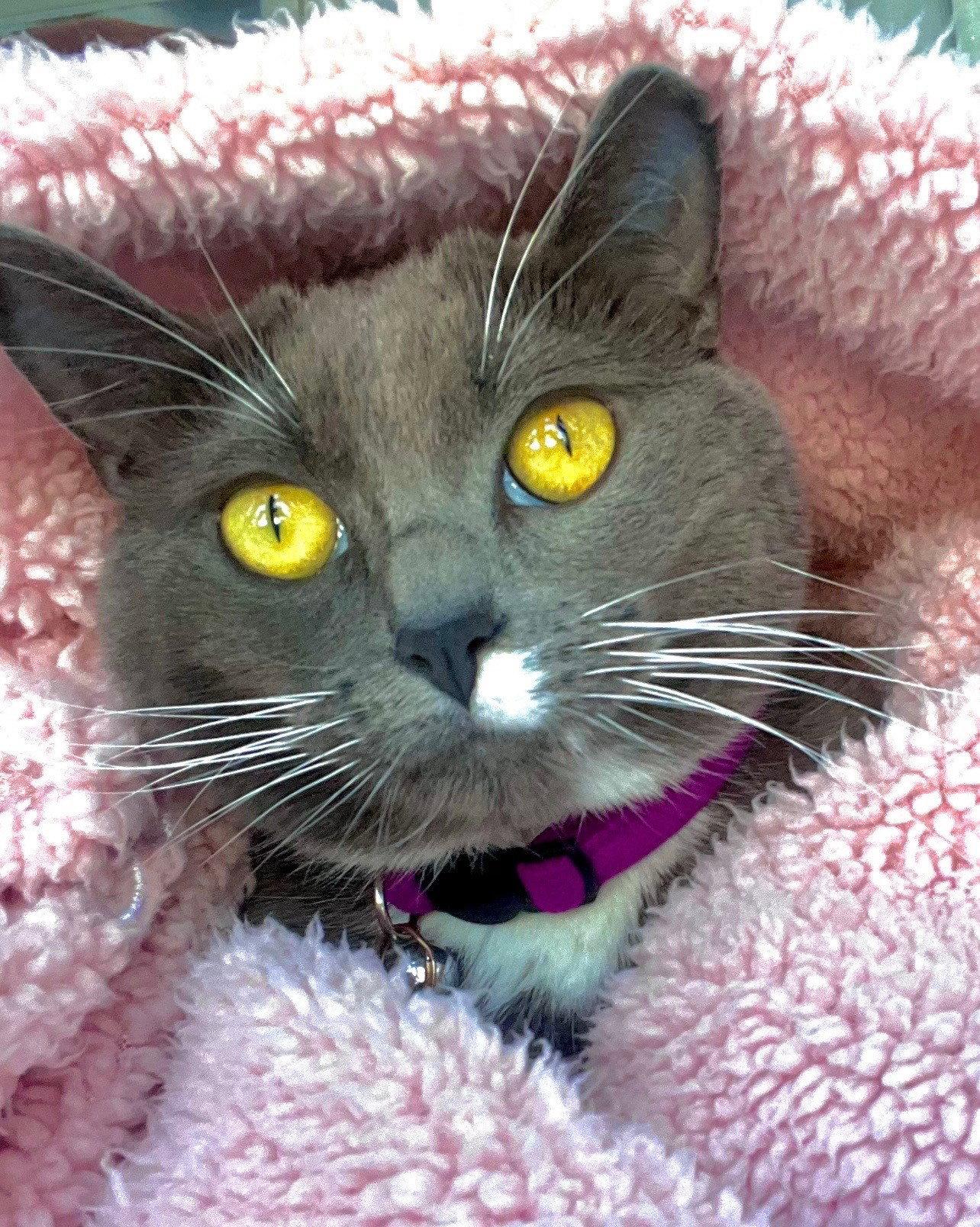 Enlarge Violet, a Adoptable American Shorthair in Oakland Park, FL image 2/3