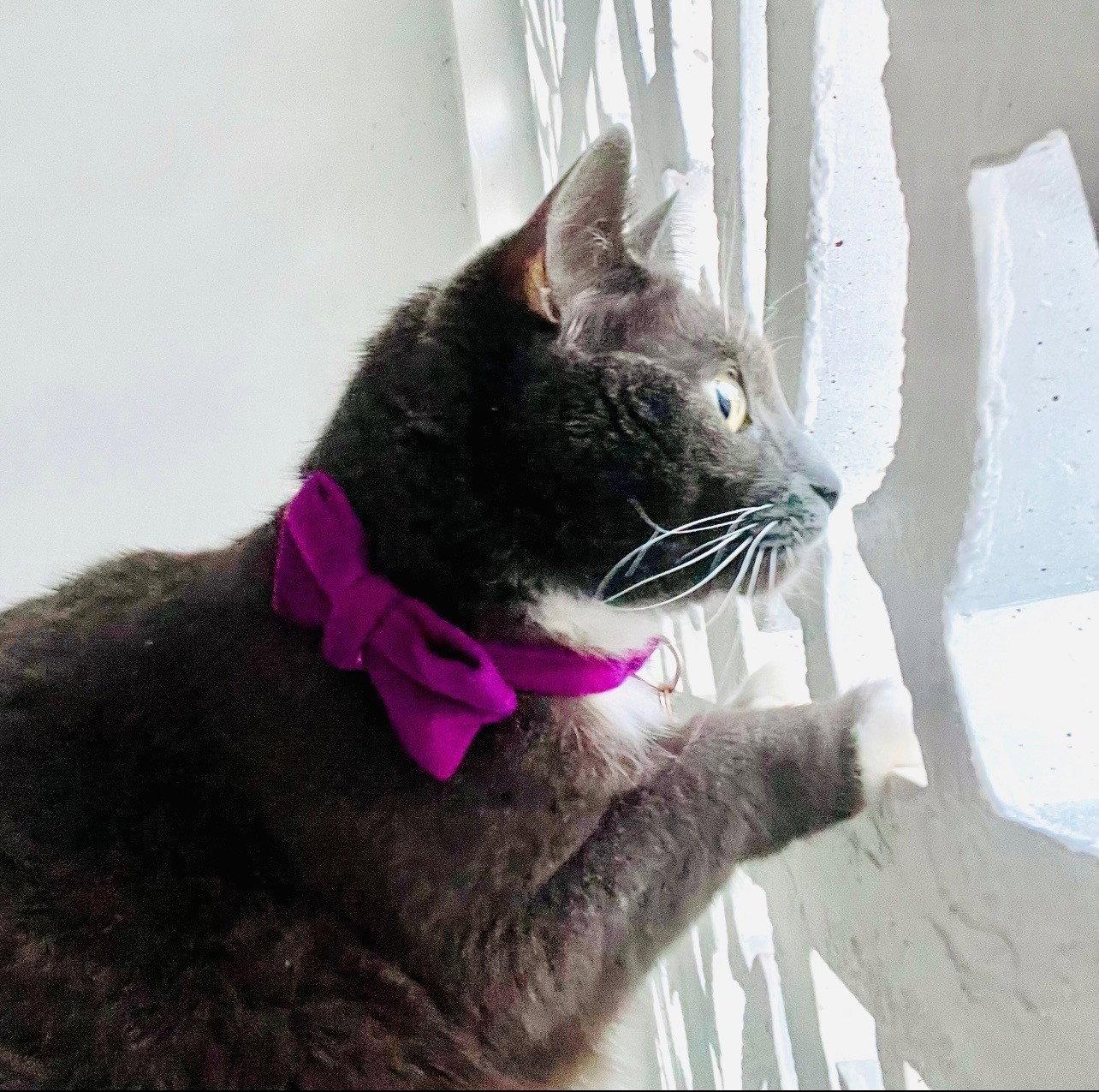 Enlarge Violet, a Adoptable American Shorthair in Oakland Park, FL image 3/3