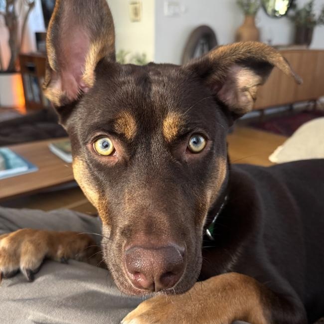 Bonnie, a ADOPTABLE mixed breed in TEMECULA, CA image 1/6