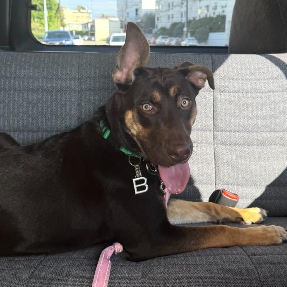Bonnie, a ADOPTABLE mixed breed in TEMECULA, CA image 6/6