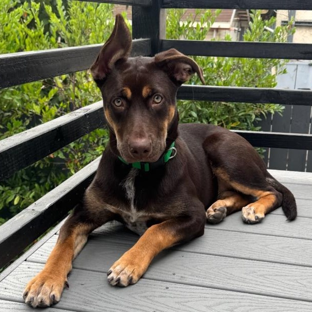 Bonnie, a ADOPTABLE mixed breed in TEMECULA, CA image 4/6