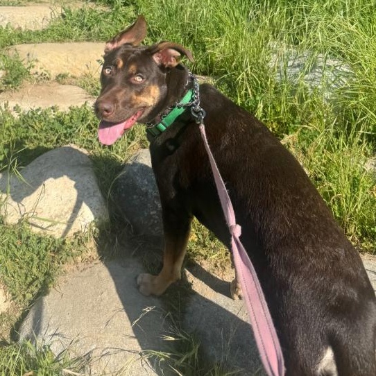 Bonnie, a ADOPTABLE mixed breed in TEMECULA, CA image 3/6