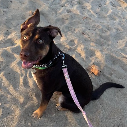 Bonnie, a ADOPTABLE mixed breed in TEMECULA, CA image 2/6