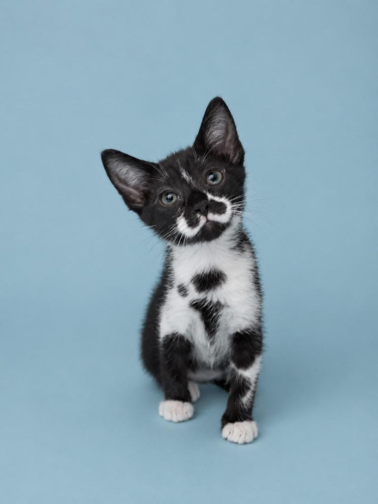 Pretzyl, Adoptable, Kitten Male Domestic Short Hair.