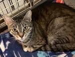 Boo, ADOPTABLE, Young Female Domestic Short Hair.