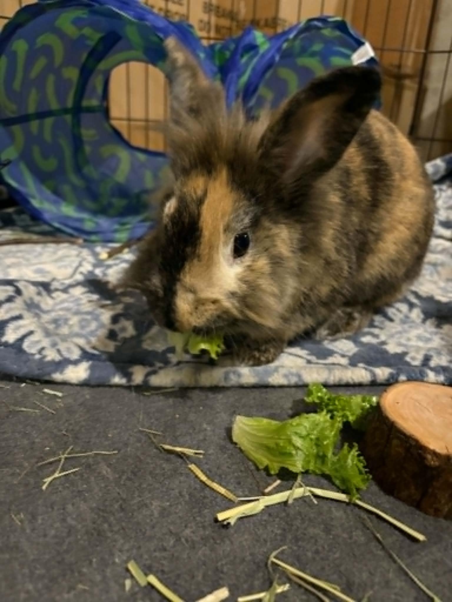 Enlarge Cinnabun, a Adopted Lionhead in wichita, KS image 1/4