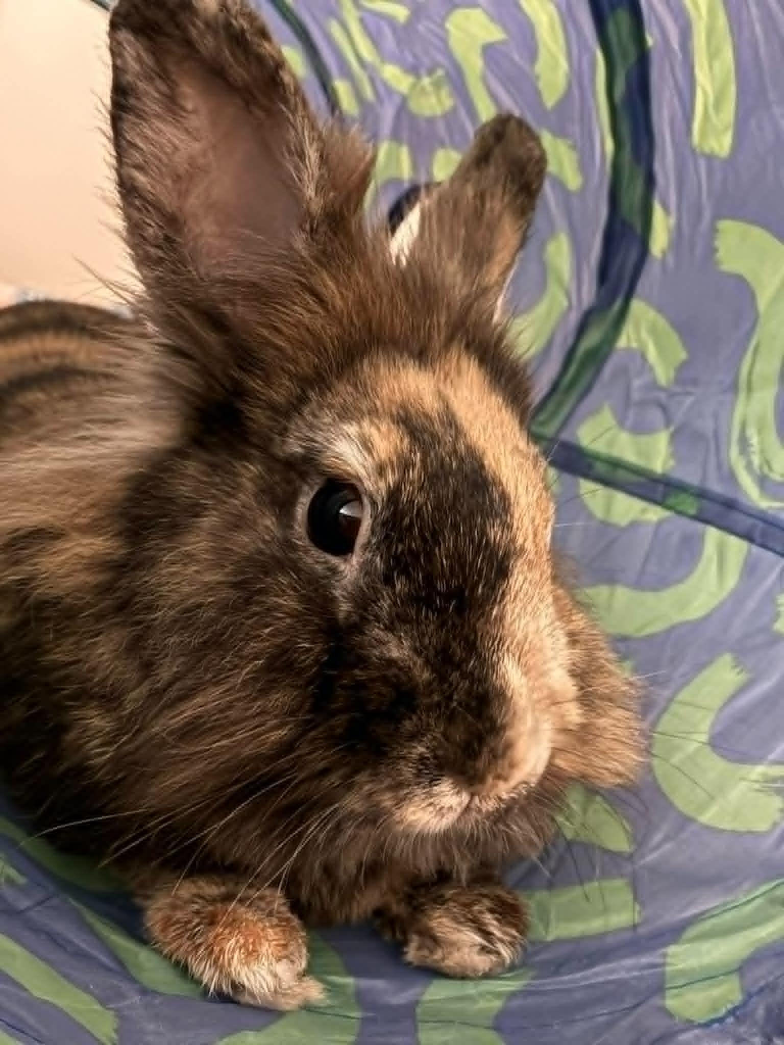 Enlarge Cinnabun, a Adopted Lionhead in wichita, KS image 3/4