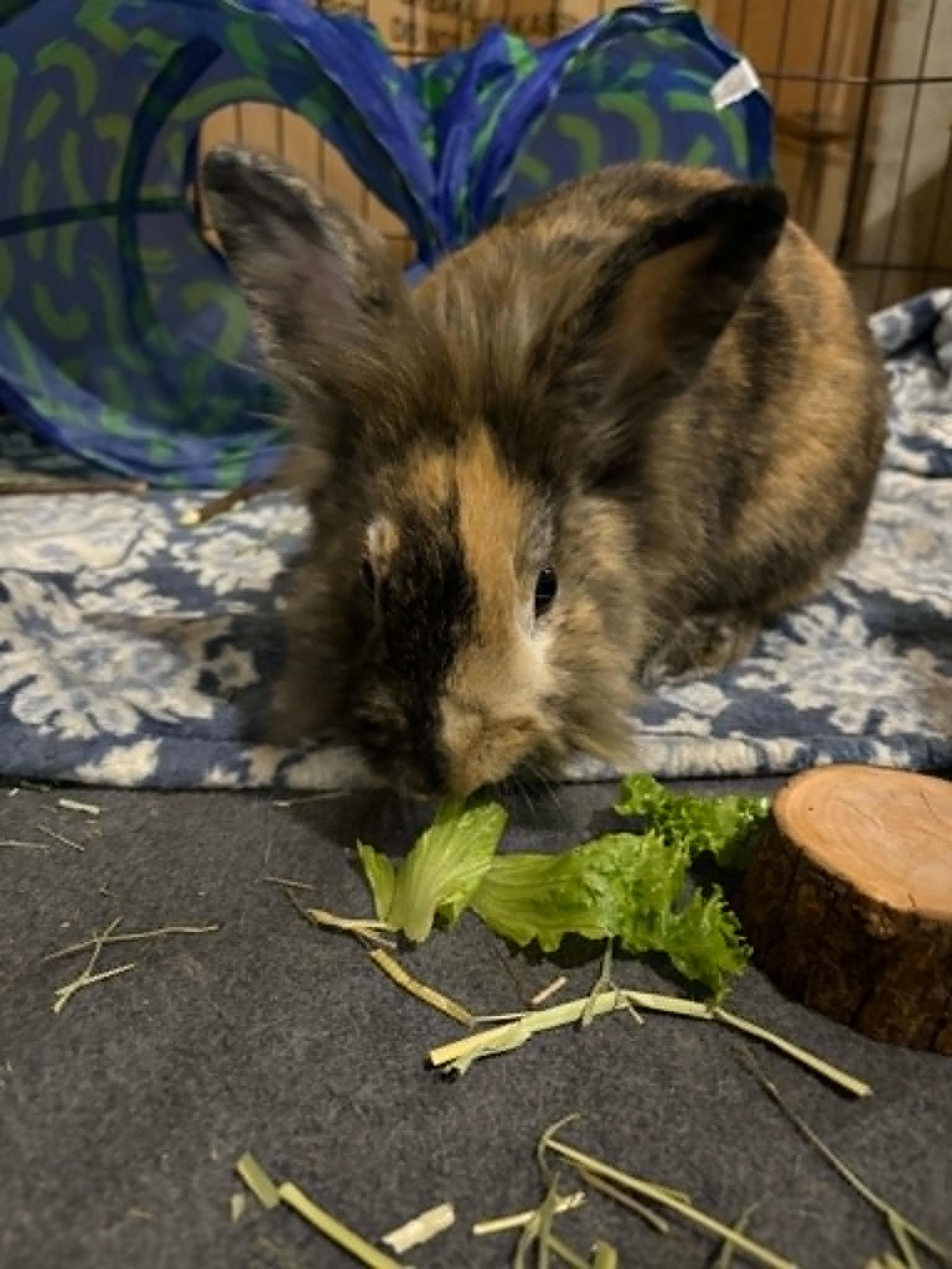 Enlarge Cinnabun, a Adopted Lionhead in wichita, KS image 4/4