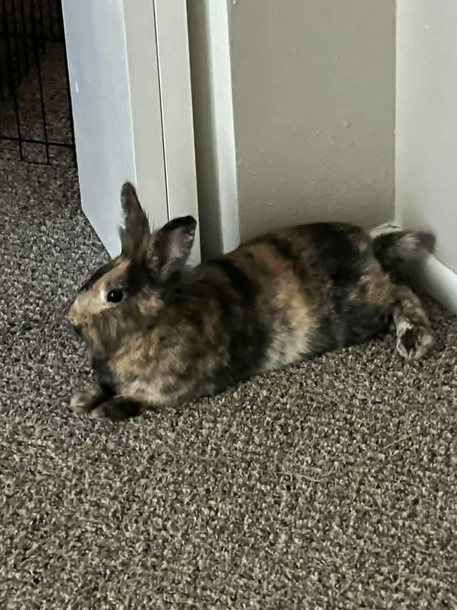 Enlarge Cinnabun, a Adopted Lionhead in wichita, KS image 2/4