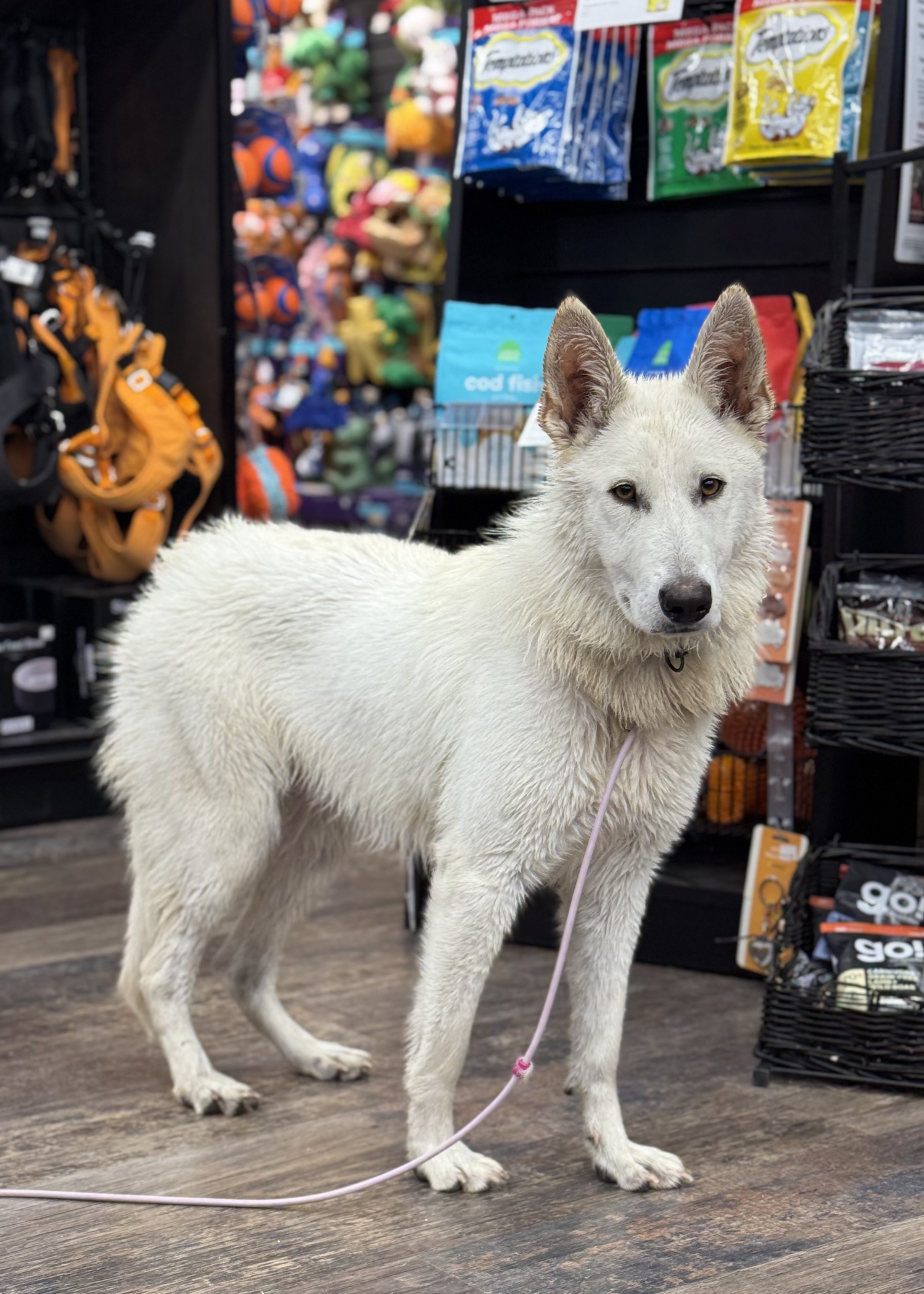 Nova