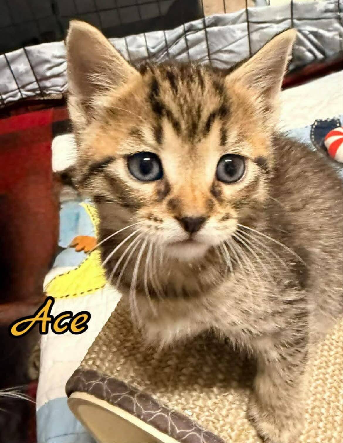 Ace, ADOPTABLE, Kitten Male Domestic Short Hair.