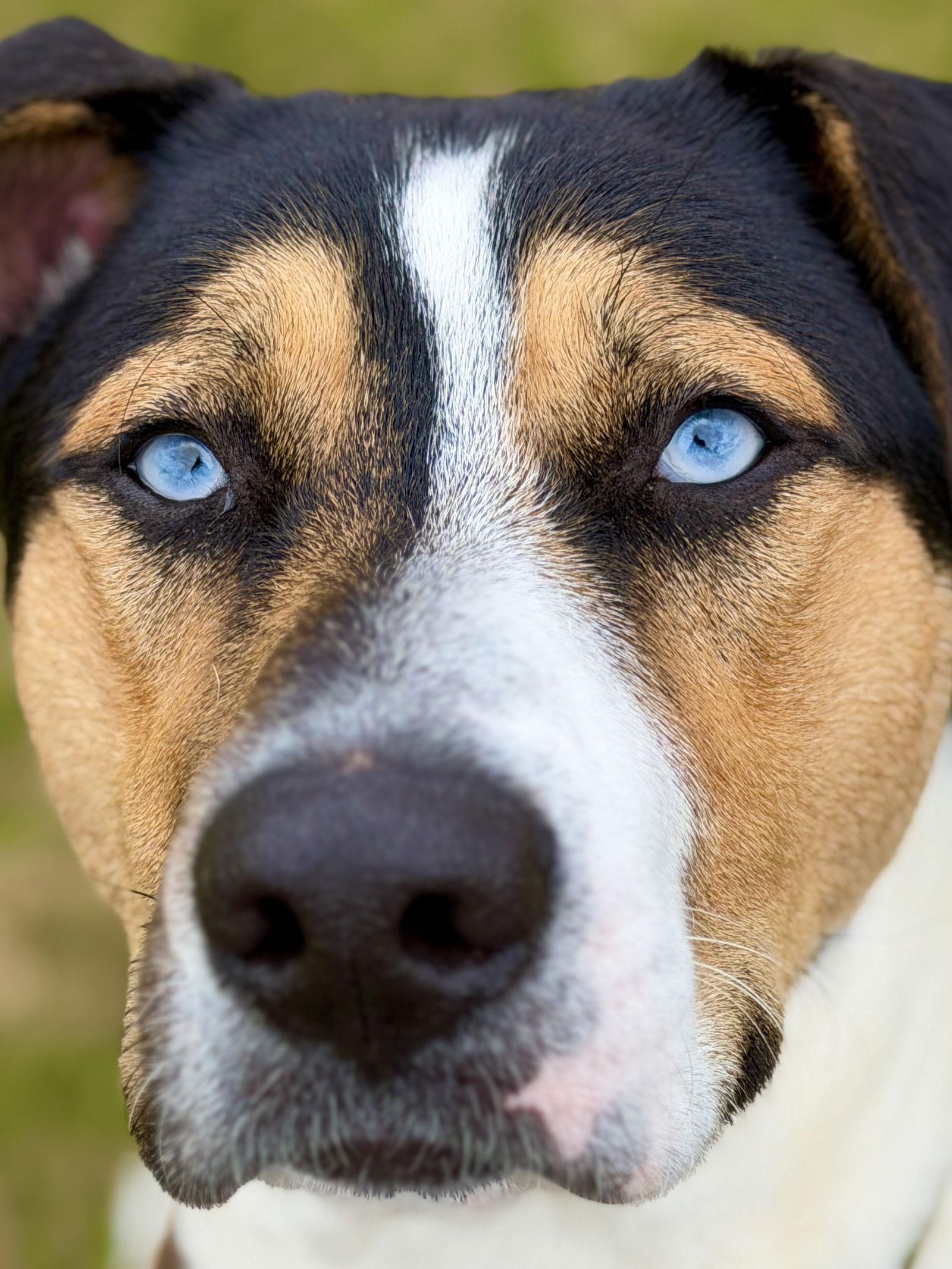 Enlarge Milo, a Adoptable Australian Shepherd in West Cornwall, CT image 1/3