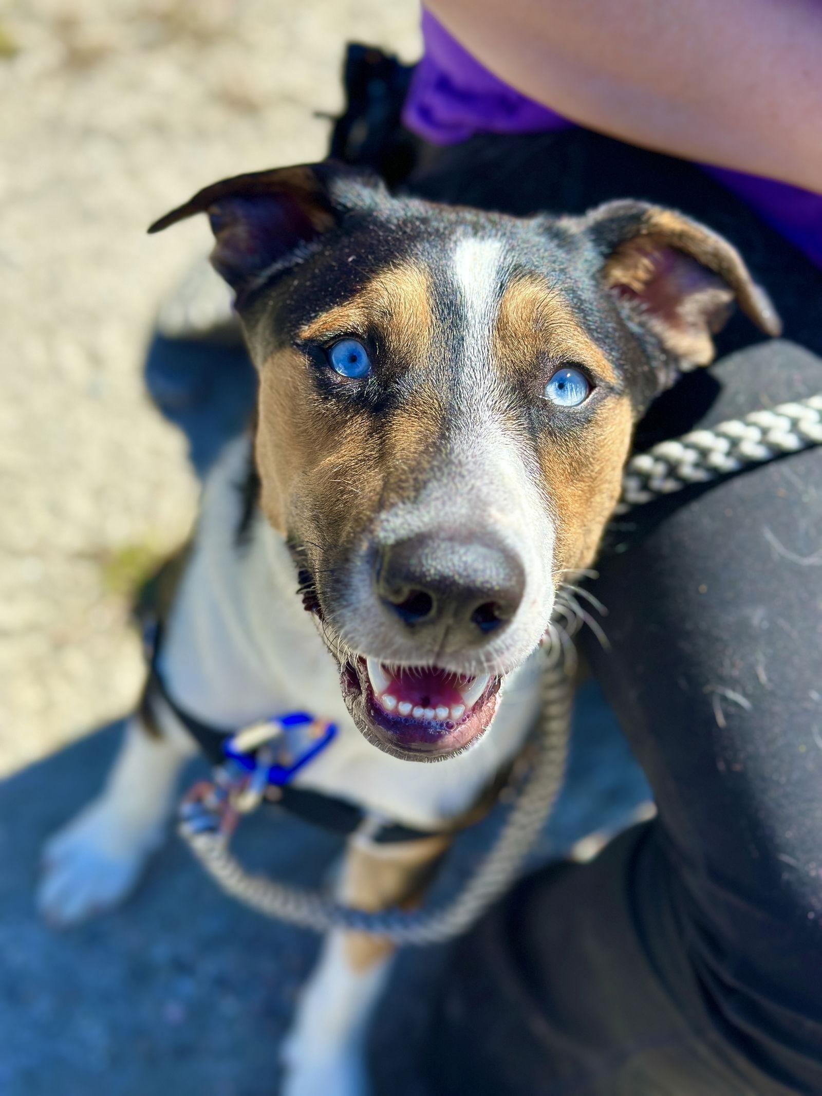 Enlarge Milo, a Adoptable Australian Shepherd in West Cornwall, CT image 2/3